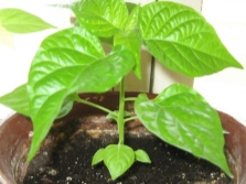 Young shoots of black pepper