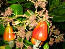 Voće indijskog oraha na drvetu