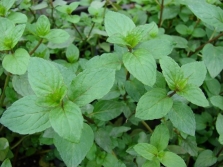 Mint - stems and leaves