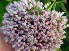 Rocambole flower