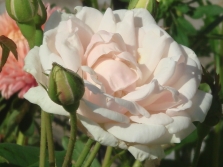Noisette roses