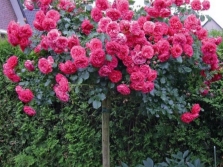 Climbing large-flowered roses
