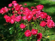 poliantusne ruže