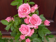Rose variety Patio rose