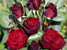 Rose variety Barcarole