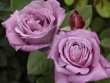 Raznolikost ruža Blue Parfum