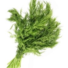 bunch of fennel greens