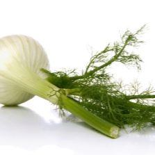 Fennel grown from seed