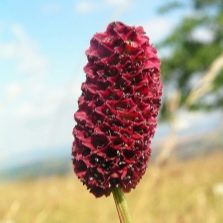 burnet flower