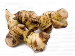 Galangal plant - otherwise Alpinia officinalis