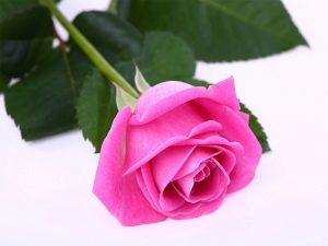 Ružin cvijet