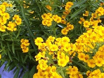 Tarragon flowers