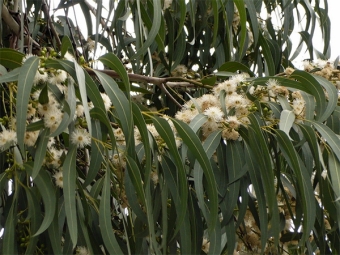lišće eukaliptusa