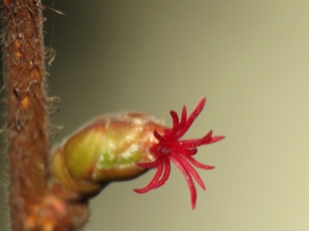 female hazelnut flower