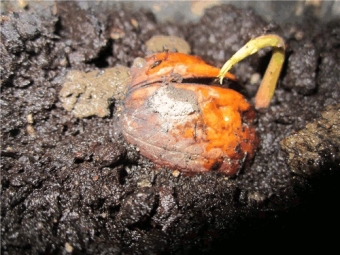 Kreeka pähkli seemnete istutamine