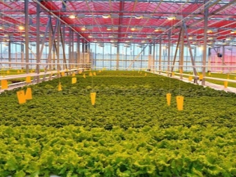 Watercress in greenhouses