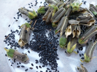 Black sesame seeds in a box
