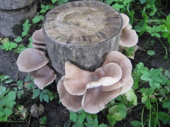 Extensive method of growing oyster mushrooms
