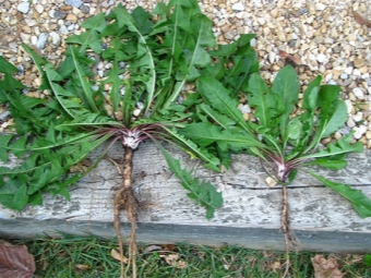 Freshly harvested dandelion roots