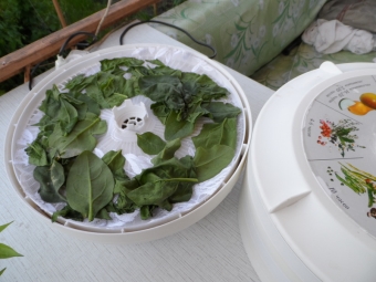 Drying spinach in a dryer