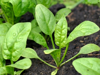 young spinach