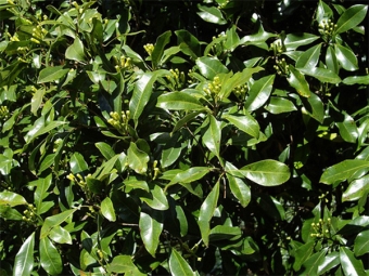 Syzygium fragrant