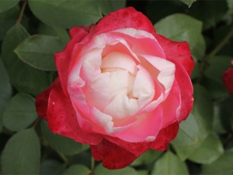 ruža grandiflora 