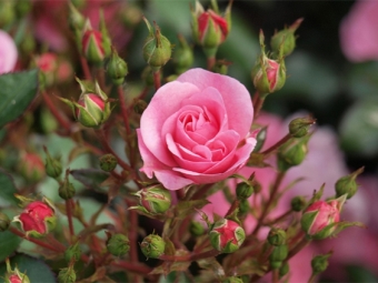Ružin grm