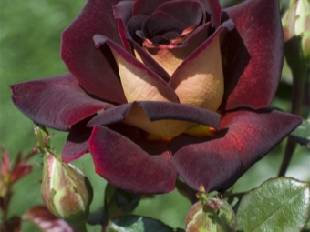 cvijet hibridne vrtne ruže