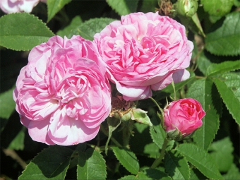 damaskuse roosid