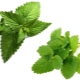 What is the difference between mint and lemon balm?