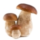 White mushroom (boletus)