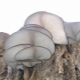 Cultivation of oyster mushrooms