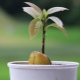How to grow an avocado from a seed at home?