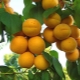 Apricot Rattle: variety characteristics and growing features