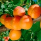 Apricot Triumph North: sordi ja põllumajandustehnoloogia nüansside kirjeldus