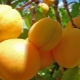Apricot Zhigulevsky souvenir: a variety for central Russia