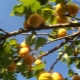 How are apricots pollinated?