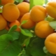 Columnar apricot: features of the type, varieties and cultivation rules
