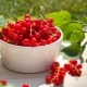 Redcurrant: the best varieties and recipes