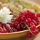 Redcurrant Sugar: characteristics and agricultural technology