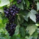 Currant Sibylla: characteristics and cultivation rules