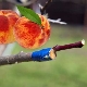Subtleties of apricot grafting