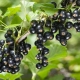 Choosing blackcurrant varieties for the Urals