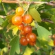 Golden currant: description, types and cultivation