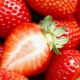 Strawberry is a nut or berry and other interesting facts