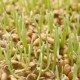 Proklijala pšenica: koristi i štete, pravila za prijem i značajke klijanja zrna