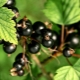 Types and best varieties of blackcurrant