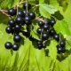 Blackcurrant: useful properties and contraindications, application features
