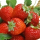 Strawberries: composition, health benefits and harms